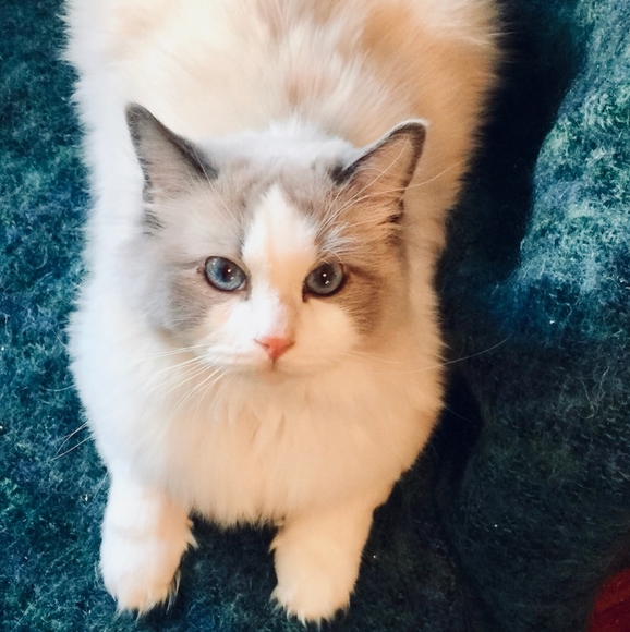 Meet your Posher, Jasmine - Picture 6 of 7